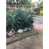 ราคา Agave ต้นอากาเว่ อากาเว่ปากนกแก้ว ต้นไม้ทนแล้ง ต้นไม้จัดสวน ปลูกเป็นไม้ประธาน ขายหน่อต้นอากาเว่ ราคา (16241373151)