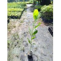 ราคา ต้นกระถินเทพา ปลูกไว้ปรับสภาพดิน ต้นสูง80 100ซม (23419626190)