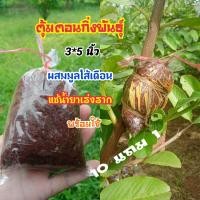 ราคา ตุ้มตอนกิ่งพันธุ์ ชุด 10 ตุ้ม ขนาดถุง 3 5 นิ้ว ขุยมะพร้าวละเอียดผสมมูลใส้เดือนแช่น้ำยาเร่งราก พรัอมใช้ พร้อมส่ง (10012658087)