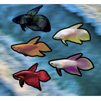 ราคา ปลากัดจีนหางพู่กัน ตัวเมีย คละสี มีหลากหลายสีสัน มีรับประกันสินค้า (18514922350)