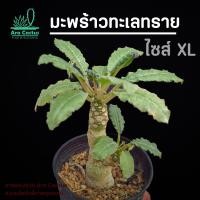 ราคา สวนขายเอง มะพร้าวทะเลทราย ไซส์กระถาง 3 4 นิ้ว แคคตัส กระบองเพชร ไม้อวบน้ำ ต้นไม้ประดับ อวบน้ำ แคนตัส ตะบองเพชร สวย สวยๆ แคคตัสสวยๆ cactus (22282132217)