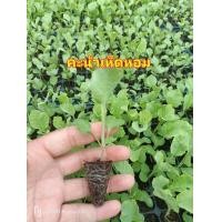 ราคา ต้นกล้าคะน้าเห็ดหอม 20 ต้น คะน้าฮ่องกง คะน้ายอด ต้นกล้าผักสวนครัว ต้นกล้าผักพร้อมปลูก (24431350018)