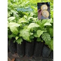 ราคา ต้นมะตูมพันธุ์นิ่ม เพาะจากเมล็ด ต้นพร้อมดิน เป็นต้นไม้พันธุ์หายากที่คนนิยมนำผลไปเข้ายา เป็นยาอายุวัฒนะ น้อยคนนักที่จะรู้จักมะตูมสายพันธุ์นี้ เพราะมีไม่กี่จังหวัดที่มีผลผลิตออกมาขาย หรือเพาะต้นพันธุ์ (