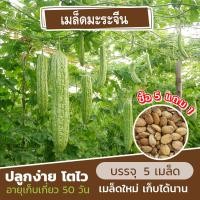ราคา เมล็ดมะระจีน แบ่งขาย 5 เมล็ด ซื้อ 5 แถม 1 คละชนิดได้ (17765849893)