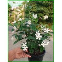 ราคา ต้นพุดพิชญา พุดพิชญา ต้นพุด ในกระถางชำ 5 5 นิ้ว ไม้กลางแจ้ง ปลูกง่ายโตไว (9054544243)