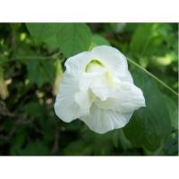 ราคา เมล็ดพันธุ์ ดอกอัญชัน อัญชัน กลีบซ้อน 5 ชั้น Butterfly Pea Seed สี ฟ้าม่วงขาว จำนวนเมล็ดอยู่ที่รายละเอียดสินค้าค่ะ (5971188041)