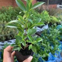 ราคา ต้นไทรเกาหลี ชุดละ 10 ต้น ต้นละ 4 บาท ค่าส่งถูกทักแชทนะคะ ไทรเกาหลี 10 30 ซม พร้อมปลูก ขั้นต่ำ10ต้น (3964544189)