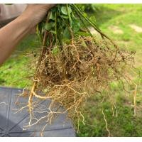 ราคา ตำแยแมว ตัดเฉพาะราก 1ชุด 10 ราก แถม 3 ราก (24632556568)