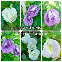 ราคา เมล็ดดอกอัญชัน สีน้ำเงิน สีขาว สีม่วง สีชมพู กลีบซ้อน ดอกไม้กินได้ (24504618567)