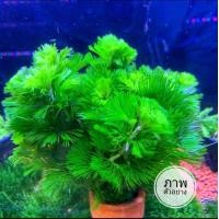 ราคา สาหร่ายฉัตร พืชไม้น้ำสำหรับตู้ปลาอ่างปลา (24415072204)