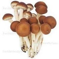 ราคา เชื้อเห็ดนางฟ้าภูฎาน นางรมเทา หูหนู ฮังการี่ ขอนขาว นางรมทอง เชื้อเห็ดในเม็ดข้าวฟ่าง เชื้อเห็ดพร้อมหยอด เห็ดภูฎาน เห็ดนางฟ้าภูฐา (19035434747)