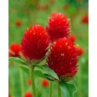 ราคา เมล็ดพันธุ์ ดอกบานไม่รู้โรย บานไม่รู้โรยสีแดง สตอเบอร์รี่ Gomphrena Strawberry Seed หัวใจ ส้ม ชมพู โอโรส สีม่วง สีขาว (6517912142)
