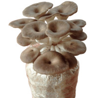 ราคา ก้อนเห็ดนางฟ้าภูฐาน (22785447582)