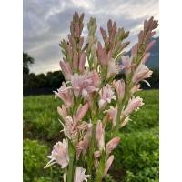 ราคา ต้นดอกซ่อนกลิ่นชมพูซ้อนฮอนแลนด์1ต้น1ถุงดำไม้ดอกประดับ (20713737795)