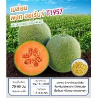 ราคา เมล็ดพันธุ์เมล่อน แคนตาลูป ลูกผสม (19798865382)