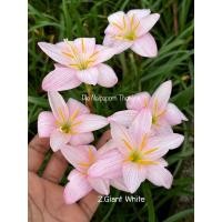 ราคา บัวดิน Z Giant White ดอกใหญ่ 3หัว30บาท (15765067229)