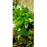 ราคา ต้นพลูด่างความหมายที่เชื่อกันว่าจะช่วยเรื่องโชคลาภเงินทองและความเจริญก้าวหน้า กอสวยแข็งแรง (10444082607)