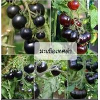 ราคา เมล็ดพันธุ์ มะเขือเทศสีดำ หรือ มะเขือเทศไข่มุกดำ Black perl tomato seed บรรจุ 20เมล็ด (18476181496)