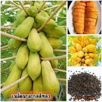 ราคา เมล็ดพันธุ์มะละกอสีทอง ขณะอ่อนหรือดิบกรอบฉ่ำน้ำ ปรุงเป็นอาหารได้ มี 30 40 เมล็ด (24109555676)