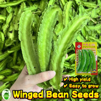 ราคา 10เมล็ด ซอง เมล็ดพันธุ์ ถั่วพู High Yield Winged Bean Seeds for Planting Climbing Vegetables Seeds for Gardening Organic Vegetables Seeds Plant เมล็ดพันธุ์ถั่วพู เมล็ดพันธุ์ ถั่วพูยักษ์ถั่วพูยาว น้ำเต