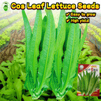 ราคา High Yield Cos Leaf Lettuce Seeds for Sale 1000 Pcs pack โหยวม่ายจีน เมล็ดพันธุ์ Ramaine Lettuce Seeds for Planting Organic Vegetables Seeds for Gardening Bonsai Seed ผักสลัดคอสบอสตัน เมล็ดพันธุ์ เมล็