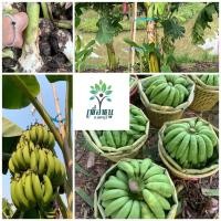 ราคา กล้วยหอมทองแท้ ได้รับมาตรฐานกล้วยหอมทอง เพื่อนหนู จ ลพบุรี ซื้อ 10 แถม 1 ฟรี ผลกลม ยาว เปลือกหนา สีเหลือง เนื้อกล้วยละเอียด สีครีม รสชาติหวาน มีกลิ่นหวาน ขนาดหวี 14 18 ลูก หวี น้ำหนักหวี เกรด Jumbo น 