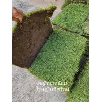 ราคา หญ้าสนาม หญ้าจริง หญ้านวลน้อย หญ้าญี่ปุ่น หญ้าพาสพาลัม หญ้ามาเลเซีย ขนาด 50x100ซม (23372027470)