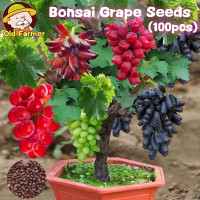 ราคา 100เมล็ด แพ็ค เมล็ดพันธุ์ องุ่น เมล็ดองุ่นปลูก Grape Seeds for planting เมล็ดพันธุ์ต้นองุ่น ของแท้ 100 ปลูกง่าย อัตรางอกสูง Grape Tree Plant Fruit Seeds ต้นองุ่น พันธุ์ ต้นไม้แคระ เมล็ดผลไม้ พันธุ์ไม้