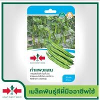 ราคา East West Seed เมล็ดพันธุ์ถั่วพู Wing Bean seeds กำแพงแสน เมล็ดพันธุ์ผัก เมล็ดพันธุ์ ผักสวนครัว ตราศรแดง (1898270290)