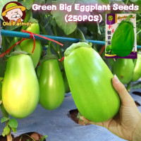 ราคา 250เมล็ด แพ็ค เมล็ดพันธุ์ มะเขือยาวสีเขียว มะเขือม่วงยักษ์ F1 มะเขือยาวอ้วน Big Green Eggplant Seed Organic Vegetable Seeds เมล็ดมะเขือยาว เมล็ดพันธุ์ผัก คุณภาพดี ราคาถูก ของแท้ 100 ปลูกง่าย ผักสวนครั