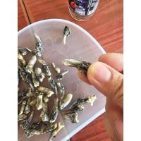 ราคา เล็บจระเข้ จากฟาร์มจระเข้ ลำพูน สำหรับทำเครื่องประดับ เครื่องรางของขลัง ของสะสม (22967564400)