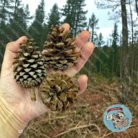 ราคา ลูกสน แทะลับฟัน สัตว์ฟันแทะ สัตว์เลี้ยง สัตว์เล็ก ไม้แทะ ไม้แอปเปิ้ล ไผ่หวาน กระต่าย กระรอก ชูการ์ แฮมเตอร์ ดอร์เมาส์ เม่นแคระ (13937733456)