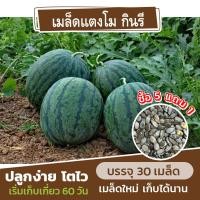 ราคา เมล็ดพันธุ์ แตงโม พันธุ์จินตหรา แบ่งขาย 30 เมล็ด ซื้อ 5 แถม 1 (22031975214)