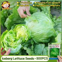 ราคา 500เมล็ด แพ็ค เมล็ดพันธุ์ ผักสลัด ไอซ์เบิร์ก สลัดแก้ว Iceberg Lettuce Seeds Organic Vegetable Seeds for Planting เมล็ดพันธุ์ผัก คุณภาพดี ราคาถูก ของแท้ 100 ปลูกง่าย ผักสลัด ผักสวนครัว ผักออร์แกนิก บอน