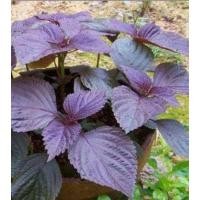 ราคา เมล็ด ใบงาแดง เกาหลี ชิโสะแดง Red Perilla Shiso Seed จำนวน 200 เมล็ด (5950774887)