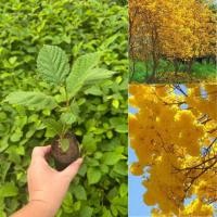 ราคา ต้นเหลืองเชียงรายหรือเหลืองอินเดีย ดอกดก เวลาออกดอกทิ้งใบ เหลืองเต็มต้น (24496717471)