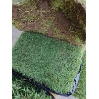 ราคา หญ้าสนาม หญ้าจริง หญ้านวลน้อย หญ้าญี่ปุ่น หญ้าพาสพาลัม หญ้ามาเลเซีย ขนาด 50x100ซม (23372027471)