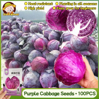 ราคา 100เมล็ด แพ็ค เมล็ดพันธุ์ กะหล่ำปลี ม่วง Purple Cabbage Seed Organic Vegetable Seeds เมล็ดกะหล่ำปลีสีม่วง เมล็ดพันธุ์ผัก ผักสวนครัว เมล็ดพันธุ์พืช เมล็ดผัก ผักออแกนิค ผักออร์แกนิก เมล็ดผักสวนครัว ของแ