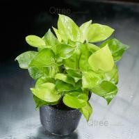 ราคา ต้นพลูงาช้างด่างทองส่งทั้งกระถาง 3 นิ้ว Neon Joy Pothos ไม้เลื้อยชอบแสงรำไร (21890401072)