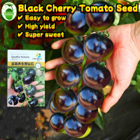 ราคา ผลผลิตสูง 80เมล็ด ซอง เมล็ดพันธุ์มะเขือเทศเชอรี่ สีดำ High Yield Black Pearl Cherry Tomato Seeds for Planting Organic Vegetables Seeds Fruits Seeds Plants มะเขือเทศเชอรี่ สีดำ เมล็ดมะเขือเทศ เมล็ดพันธ