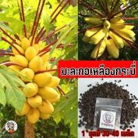 ราคา เมล็ดพันธุ์มะละกอเหลืองกระบี่ สีเหลืองทอง เสริมศิริมงคล ปลูกประดับก็ได้ ปลูกไว้กินก็ดี เป็นสายพันธุ์ที่ทุกคนตามหา (21154020577)