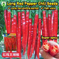ราคา High Yield Red Long Chili Pepper Seeds 300เมล็ด ซอง เมล็ดพันธุ์ พริกยาว เมล็ดพันธุ์ พริกจินดาแดง Hot Pepper Seeds for Planting Organic Vegetables Seeds เมล็ดพันธุ์ พริกชี้ฟ้า เมล็ดพันธุ์ พริกโจลอง พริ