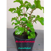 ราคา ต้นวอเตอร์เครสแดง Red Water Cress ผักสด ผักสวนครัวเพื่อสุขภาพ (16319385473)