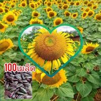 ราคา เมล็ดพันธุ์ทานตะวัน อะควอร่า6 เเถมวิธีปลูก ดอกใหญ่ ปลูกโชว์ดอก ทนแล้ง ให้ผลผลิตสูง (14532129491)