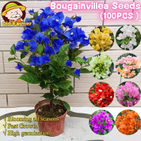 ราคา 100เมล็ด แพ็ค เมล็ดพันธุ์ ดอกพุดแคระ เมล็ดเฟื่องฟ้า Dwarf Bougainvillea Flower Seeds เมล็ดดอกไม้ คุณภาพดี ราคาถูก ของแท้ 100 ปลูกง่าย ออกดอกตลอดทั้งปี ต้นไม้มงคล ต้นไม้ประดับ เมล็ดพันธุ์ดอกไม้ ต้นไม้ฟ