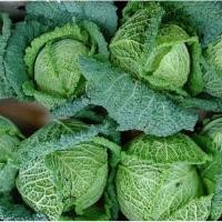 ราคา เมล็ดพันธุ์ กะหล่ำปลี ซาวอย Savoy Cabbage Seed บรรจุ 50 เมล็ด คุณภาพดี ราคาถูก ของแท้ 100 (6711736839)