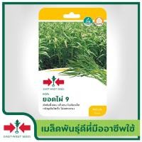 ราคา East West Seed เมล็ดพันธุ์ผักบุ้ง Kangkong seeds ยอดไผ่ 9 เมล็ดพันธุ์ผัก เมล็ดพันธุ์ ผักสวนครัว ตราศรแดง (1898280123)
