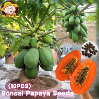 ราคา 10เมล็ด แพ็ค เมล็ดพันธุ์ มะละกอ เมล็ดมะละกอ Dwarf Papaya Seed Mixed Bonsai Papaya Plant Fruit Seed ต้นมะละกอ เมล็ดผลไม้ คุณภาพดี ราคาถูก ของแท้ 100 ปลูกง่าย เมล็ดพันธุ์ผัก ต้นไม้กินผล ต้นไม้ประดับ ต้น