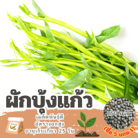 ราคา เมล็ดพันธุ์ ผักบุ้งแก้ว ผักบุ้งเย็นตาโฟ แบ่งขาย 250 เมล็ด ซื้อ 5 แถม 1 (22073416776)