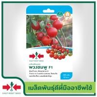 ราคา East West Seed เมล็ดพันธุ์มะเขือเทศ Tomato seeds พวงชมพู F1 เมล็ดพันธุ์ผัก เมล็ดพันธุ์ ผักสวนครัว เมล็ดพันธุ์มะเขือเทศอีเป๋อ ตราศรแดง (2007528676)